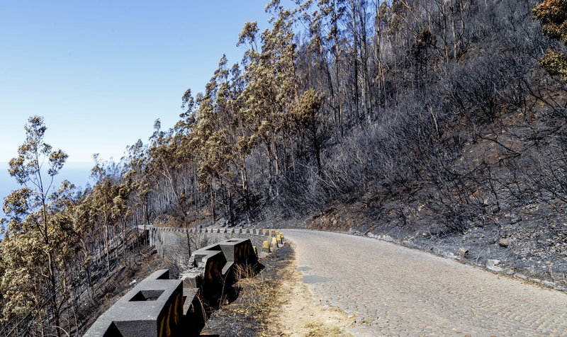 beauty in nature, long, day, road, direction, 5K, plant, calheta, clear sky, diminishing perspective, fire, eucalyptus, transportation, scenics - nature