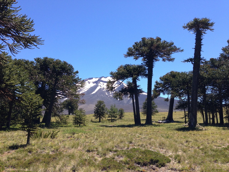 parque nacional, non-urban scene, blue, beauty in nature, day, los araucarias, plant, clear sky, grass, outdoors, coniferous tree, land, 2K, tranquility