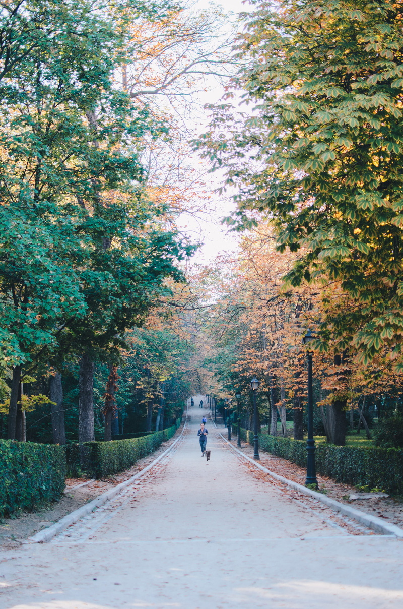 the way forward, walking, 2K, plant, tree, day, real people, madrid, leafs, one person, españa, diminishing perspective, trees, calm, beauty in nature