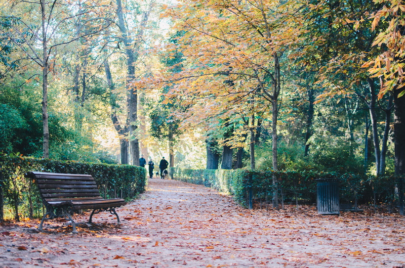 2K, otoño, bench, spain, leaves, autumn, growth, parque, green, change, outdoors, seat, calm, tranquility, direction, plant, autumn collection, madrid