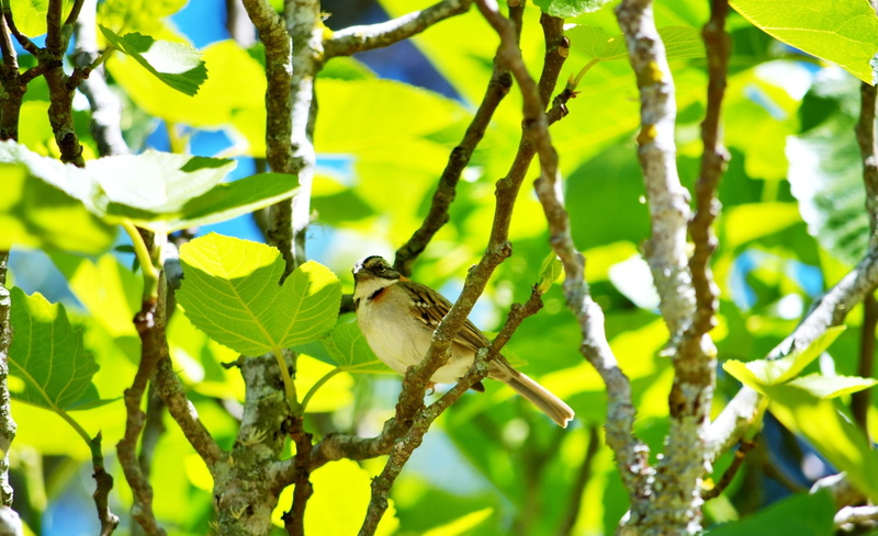sol, one animal, animal wildlife, arvore, zonotrichia, perching, arvores, green color, sunlight, capensis, leaves, natureza, sun, Animals, animals in the wild