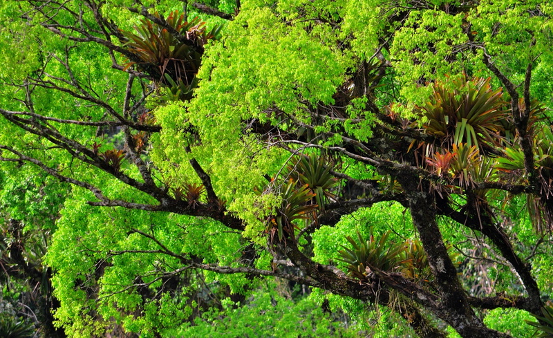 no people, foliage, tranquility, trunk, leaves, insetofolha, outdoors, day, forest, leafed, bromelia, land, trees, plant, green, Nature, lush foliage, beautiful