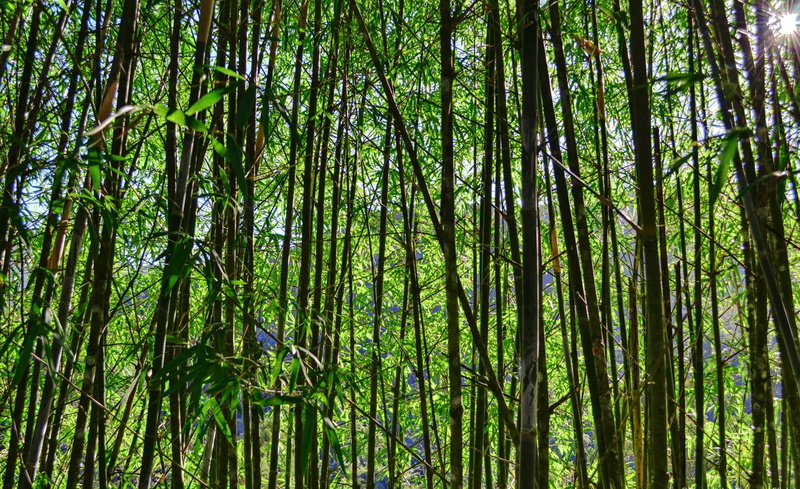 land, trunk, tree trunk, forest, green, plant, woodland, growth, outdoors, arvore, sunlight, full frame, natureza, tranquil scene, sol, Nature, trees, bamboos