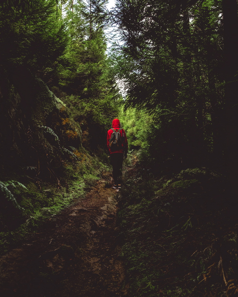 men, trees, trails, arvores, person, adventure, ponta delgada, outdoors, terra, growth, leisure activity, apparel, activity, hiking, green, beauty in nature
