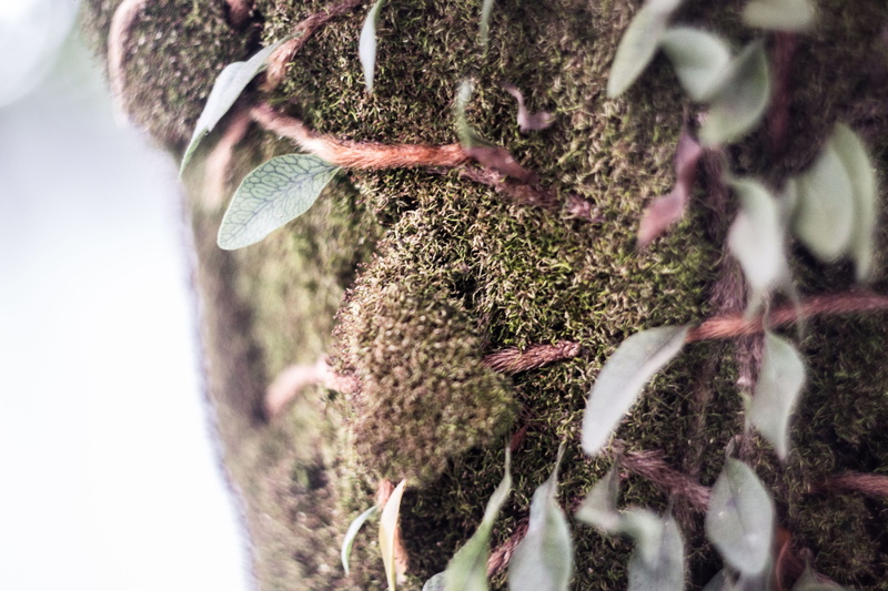 cold temperature, arvore, trunk, no people, nature, tree, brazil, rock - object, jkakaroto, jonas kakaroto, rock, outdoors, textured, close-up, beauty in nature