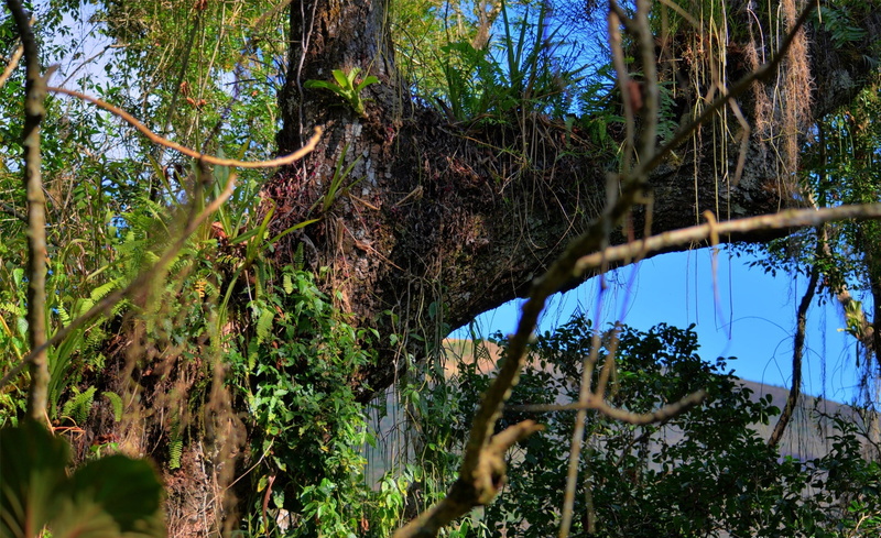 green, Forests, wines, vegetacao, naturea, wide, arvore, natureza, large, vida, trees, Nature, life, 1080P, tree, vegetation