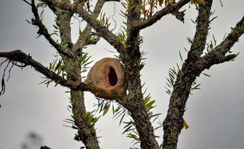 1080P, animal, animal themes, animal wildlife, trees, day, nature, furnarius, trunk, growth, rufus, passaro, tree, Animals, furnarius rufus, outdoors