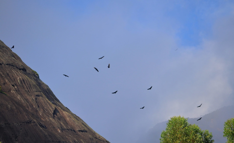 tree, animal wildlife, flying, group of animals, vertebrate, blue, day, montanha, urubu, urubus, arvore, animal themes, animal, sky, bird, Landscape, outdoors