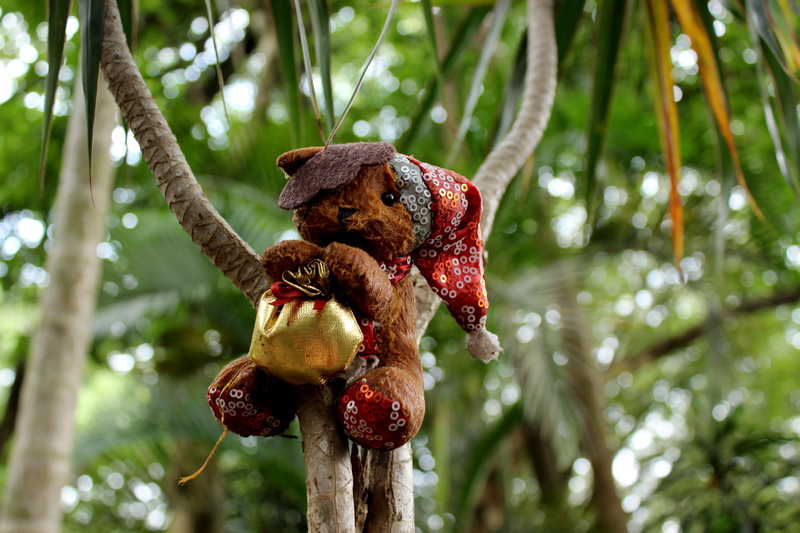 mammal, #urso, #child, no people, hanging, nature, monkey, day, #nature, #tree, one animal, rainforest, #bear, branch, focus on foreground, tree, animals in the wild