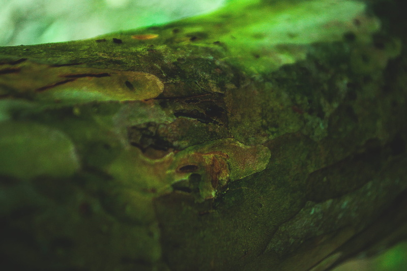 green, caftos, plant, arvore, outdoors, tree trunk, tronco, green color, tree, trunk, plant part, nature, one animal, textured, close-up, animal wildlife