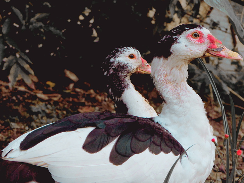 outdoors, beak, animal themes, field, florest, wild, bird, animal wildlife, 4K, two animals, tress, muscovy duck, arvores, close-up, land, vertebrate