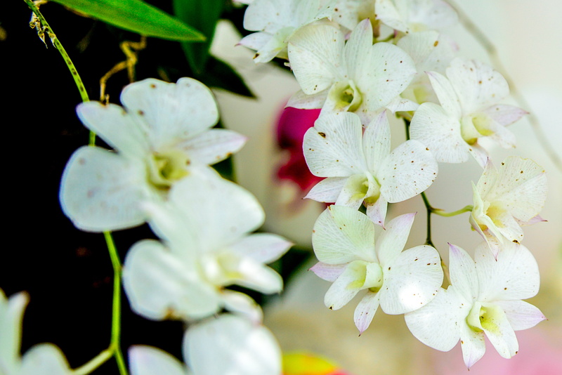 plant, paineira, focus on foreground, flowering plant, no people, flower arrangement, flower, freshness, petal, flor, inflorescence, close-up, outdoors