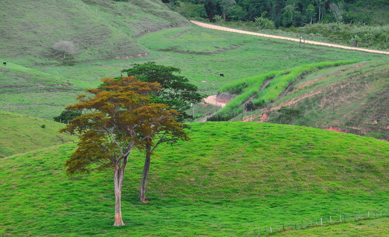 grass, arvores, 1080P, morros, tranquil scene, environment, mountain, no people, morrosmontes, Nature, plant, field, land, scenics - nature, growth, tree
