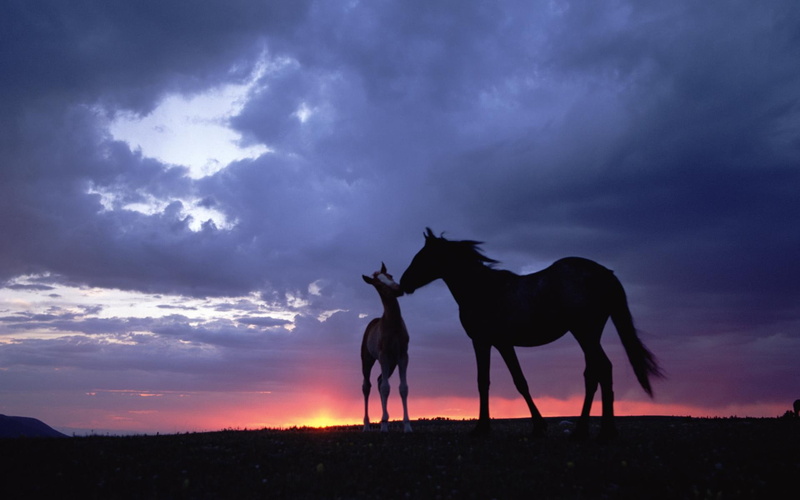 nuvens, 1080P, animals, lindos, cavalos, natureza