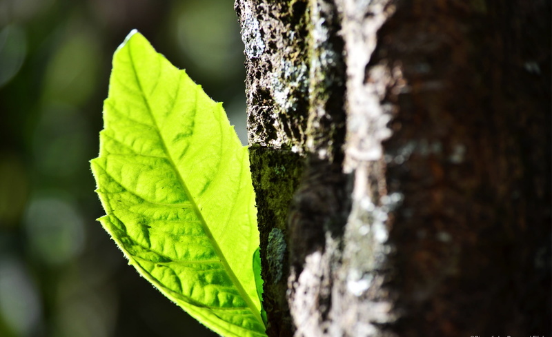 leaves, Aero, green, close-up, arvores, green color, luz, trees, tranquility, day, beauty in nature, japonica, natureza, tree, sol, growth, troncotrunk