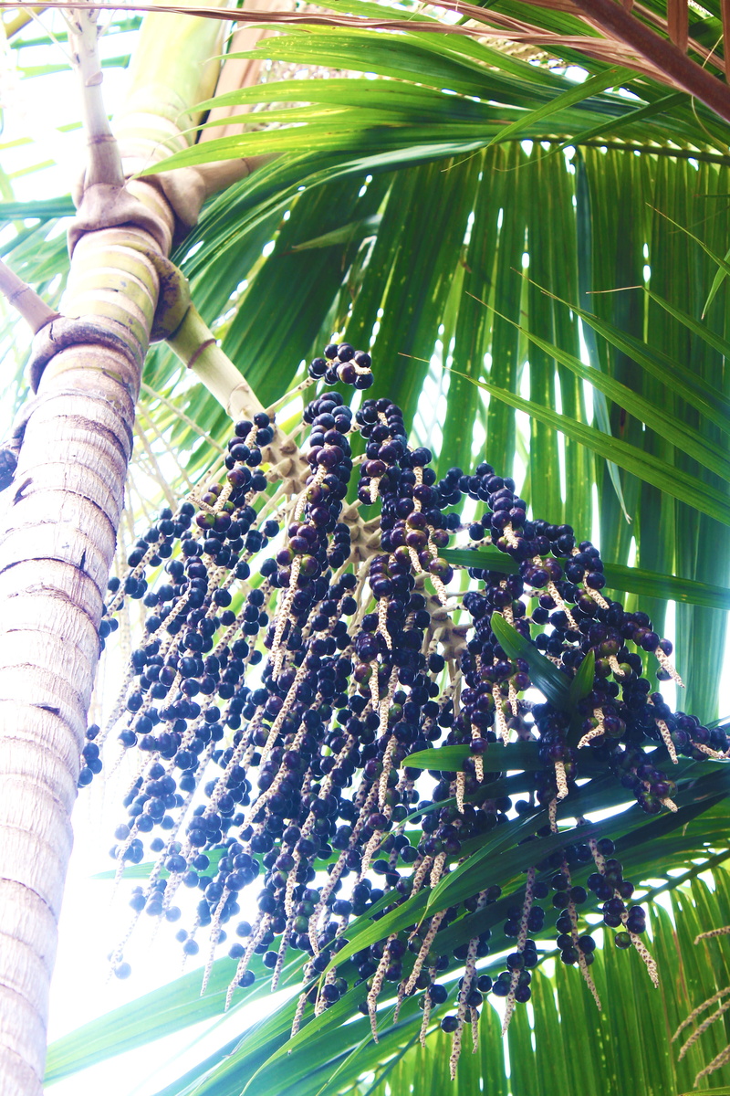 nature, animal wildlife, plant part, outdoors, planta, food, branch, plants, florest, sunlight, plant, leaves, green color, animals in the wild, beauty in nature