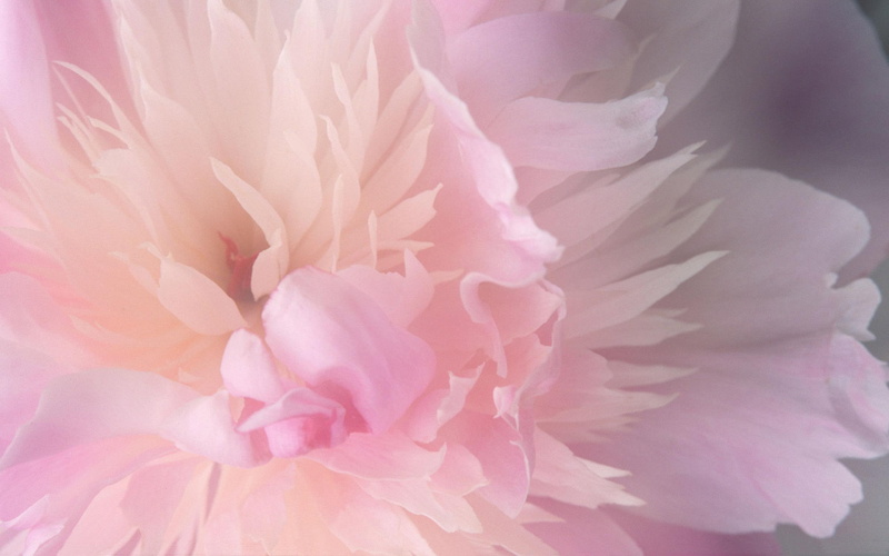 natureza, rosa, bonita, 2K, nature and landscapes, flor