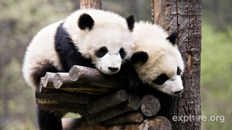 que, 1080P, animals, bonitos, ai, natureza, pandas, ursos, troncos, sono