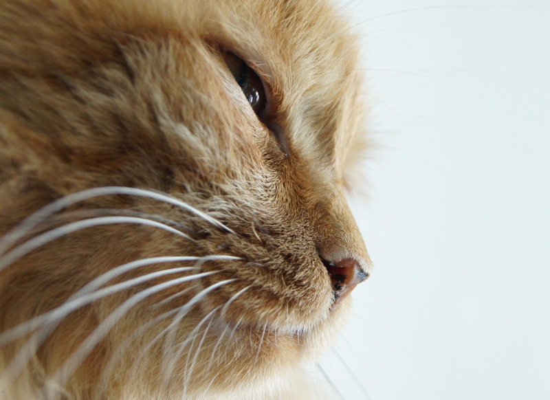 olha, animals, de, animal, natureza, eu, lindo, perfil, amigo, 1080P