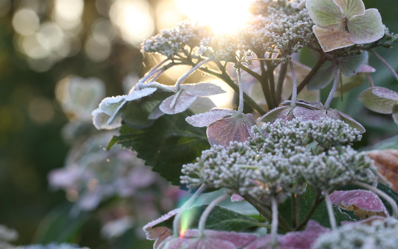 mas, vida, congelada, viva, nature and landscapes, congeladas, flores, 1080P, natureza