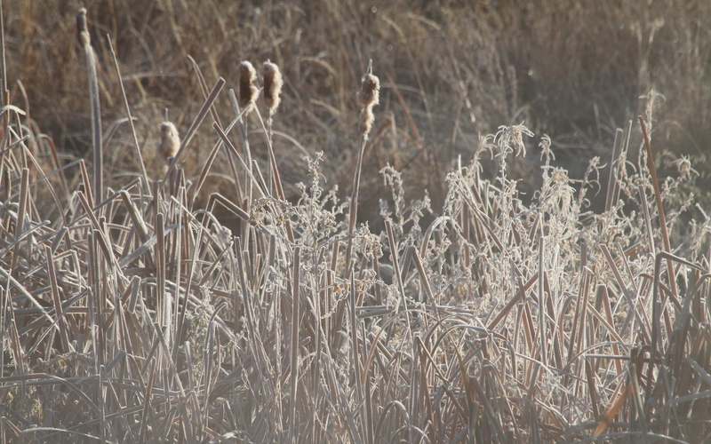 nature and landscapes, vida, gelo, 1080P, natureza, congelada, plantas