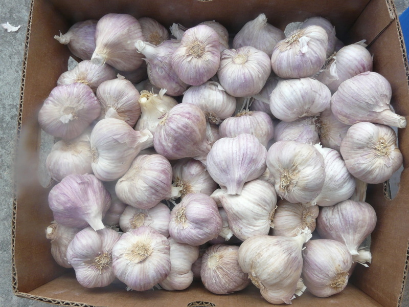 greenhouse season, 1080P, freshness, france, close-up, ornamental plants, herbs, garlic clove, food, abundance, ball por, garlic, figure, white, mediteran