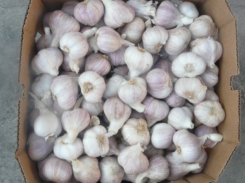 ingredient, greenhouse season, healthy eating, no people, ornamental plants, raw food, flower season, flower, large group of objects, pink, aromatic hydrocarbons