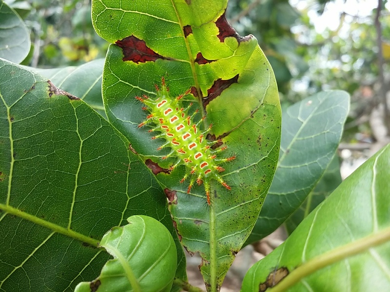 lagarta, verde, growth, no people, insect, animais, animal themes, largarta, focus on foreground, plant part, plant, outdoors, caju, nature, leaves, animal wildlife