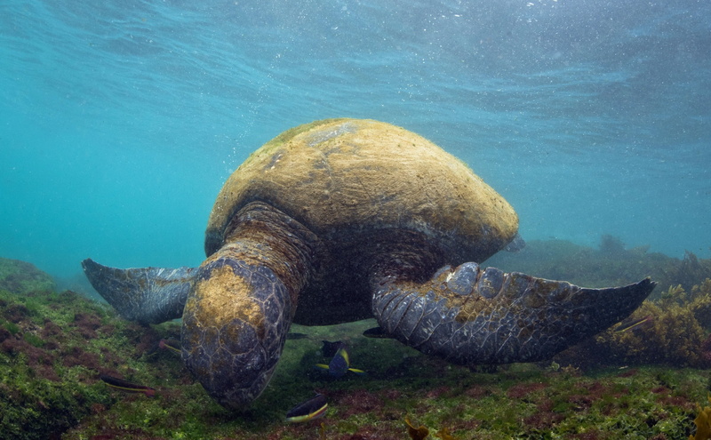 sea, one animal, sea turtle, animal wildlife, 2K, underwater, islas galapagos, swimming, day, vertebrate, outdoors, no people, marine, turtle, animal themes