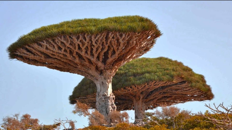 1080P, naturaleza, arboles, pino