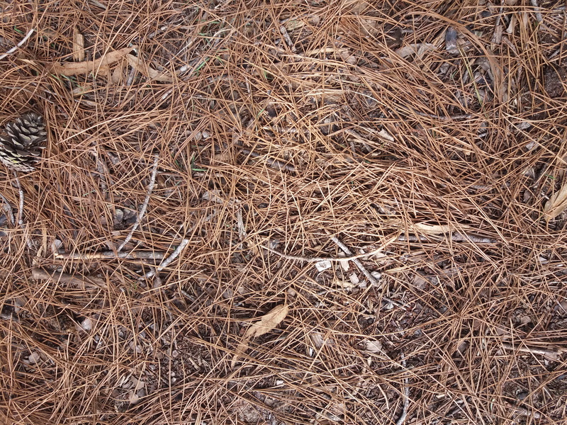 pinocha, tranquility, textures, twig, brown, villa gesell, plant, pine trees, pinos, dry, close-up, 4K, texturas, dried plant, nature, outdoors, hay, no people