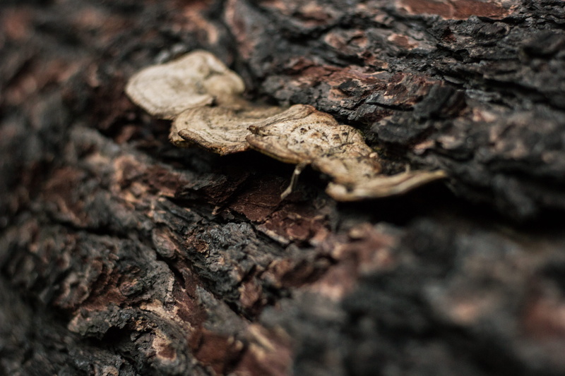 corrado, bark, argentina, rough, brown, plant bark, close-up, tronco, hongo, trunk, nature, life, macro, backgrounds, animal, selective focus, 5K, day