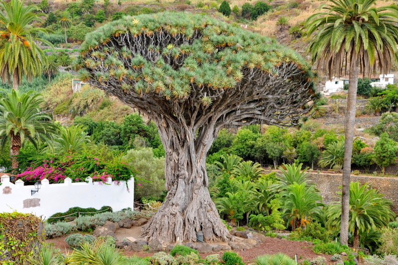 naturaleza, pino, arbol, milenario, 720P