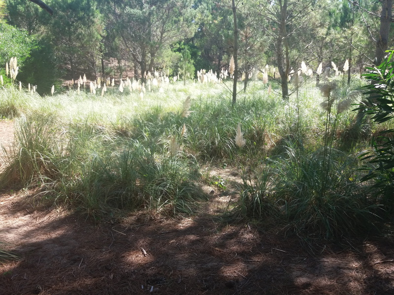 tranquil scene, bosque, pine trees, beauty in nature, no people, non-urban scene, tree, field, scenics - nature, outdoors, land, growth, cortadera, plant