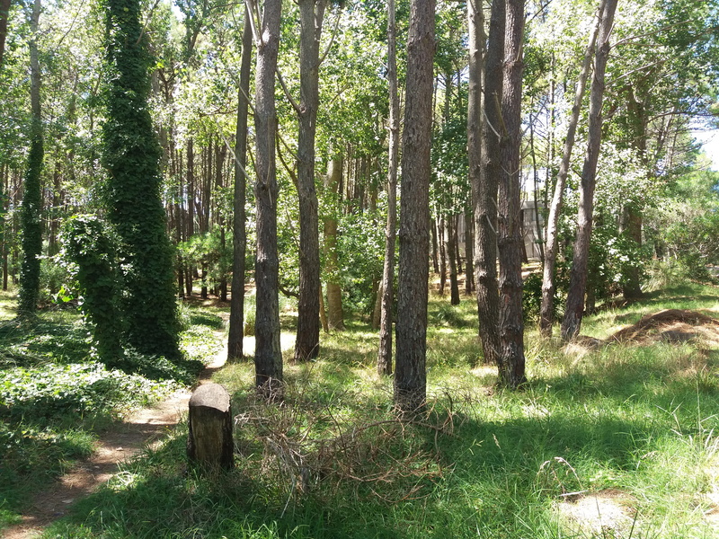 green color, outdoors, day, trees, landscape, grass, tree trunk, árboles, woodland, tree, land, plant, forest, beauty in nature, bosque, villa gesell, pine trees
