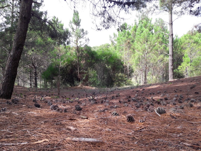 non-urban scene, vertebrate, day, mardelaspampas.com.ar, mammal, 4K, árboles, animals in the wild, bosque, herbivorous, plant, landscape, argentina, forest