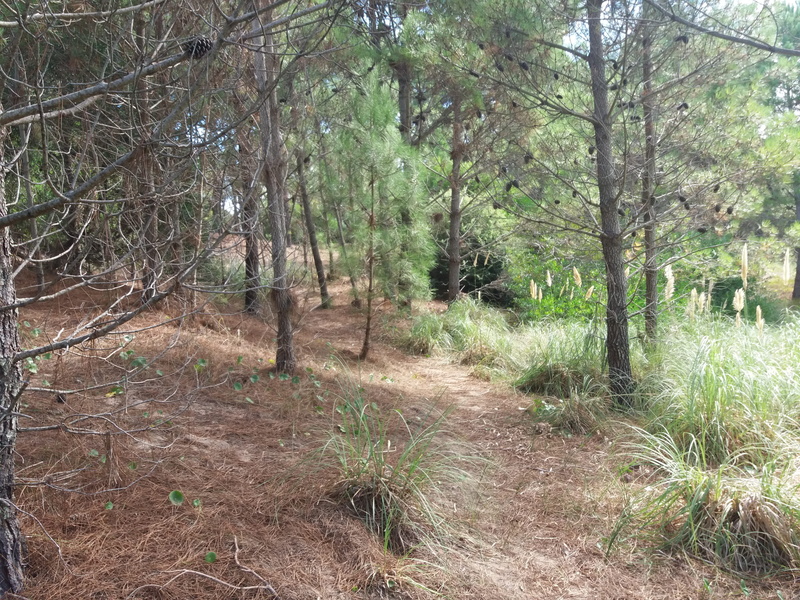 pinos, médanos, growth, field, árboles, villa gesell, trail, tree, land, forest, argentina, day, mardelaspampas.com.ar, tree trunk, outdoors, scenics - nature