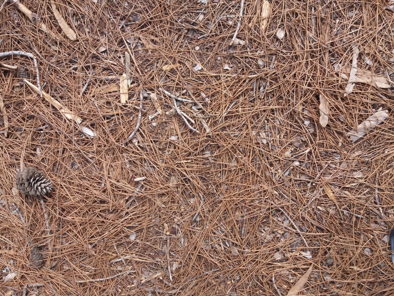 high angle view, mardelaspampas.com.ar, textured, hay, 4K, wilted plant, hojas secas, texturas, brown, pine trees, day, land, pine needles, textures, twig