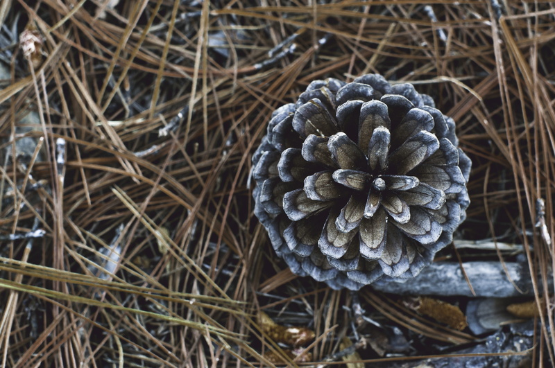 tranquility, forest, honduras, no people, zambrano, selective focus, land, twig, pine, dried, focus on foreground, field, close-up, outdoors, pinos, pattern
