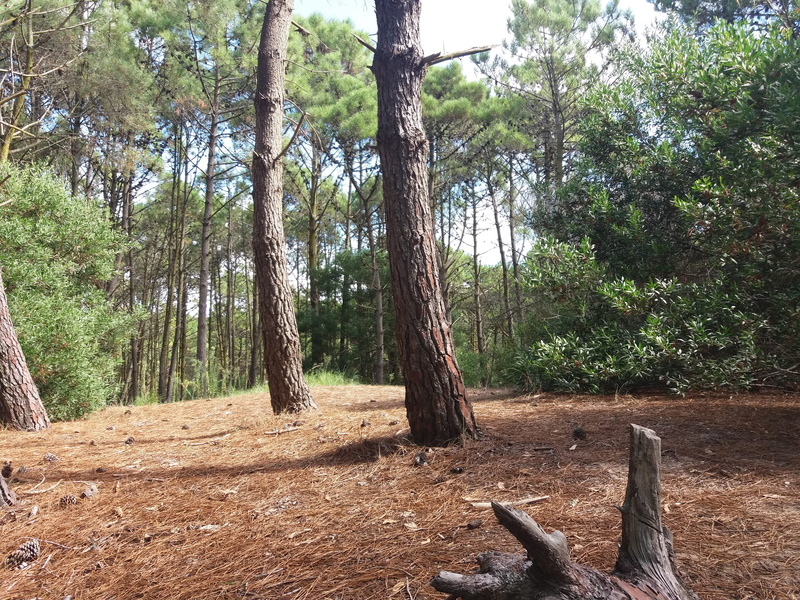 árboles, tranquil scene, 4K, mammal, land, beauty in nature, bosque, one animal, pine trees, growth, pinos, tree trunk, plant, villa gesell, animal, day