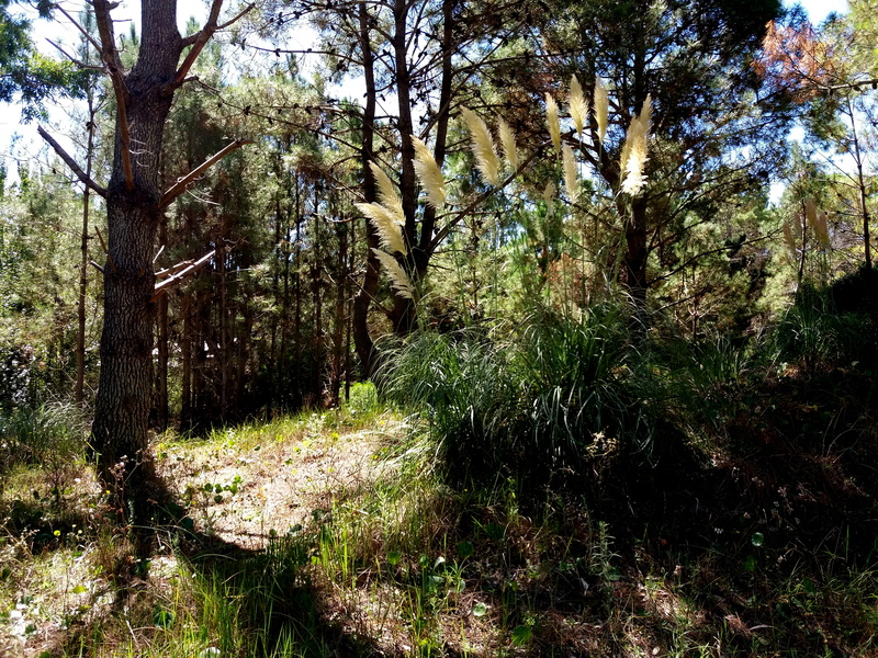 water, trunk, árboles, argentina, tree trunk, forest, plant, tranquil scene, growth, cortadera, beauty in nature, sunlight, villa gesell, green color, pinos