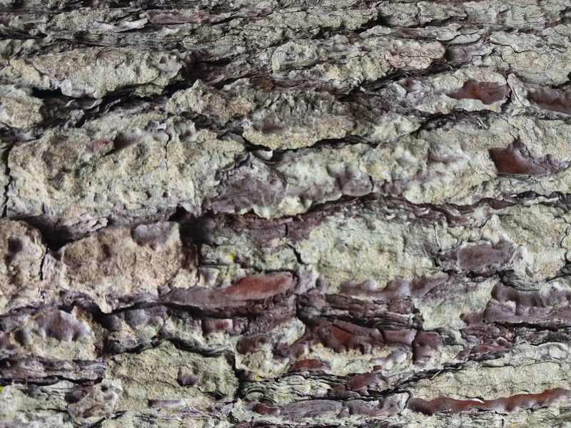 rock, close-up, pine tree, árbol, full frame, wall - building feature, mardelaspampas.com.ar, wall, backgrounds, argentina, ruined, corteza, pattern, texture