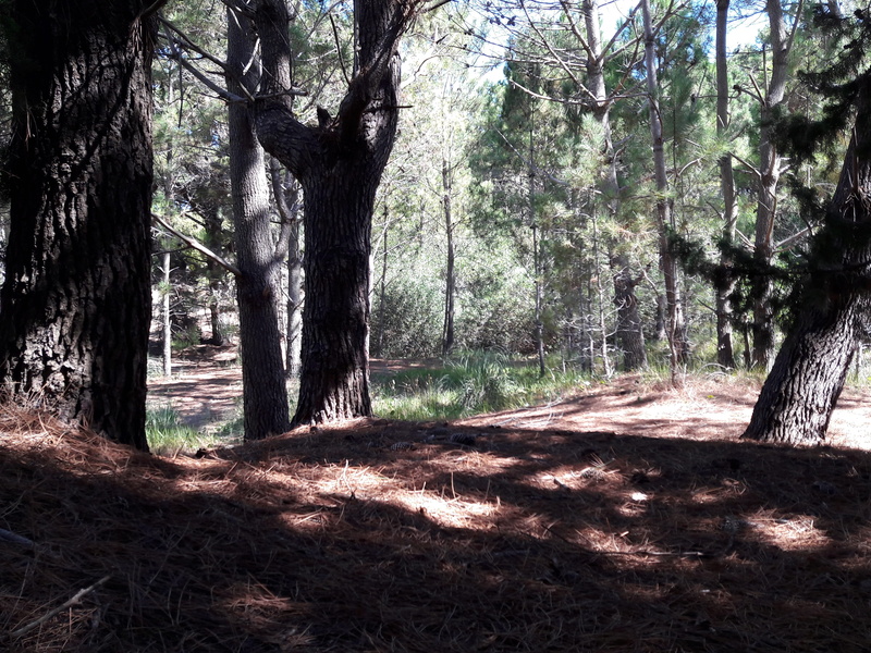no people, argentina, tranquility, villa gesell, trail, plant, árboles, growth, environment, non-urban scene, tree, landscape, outdoors, beauty in nature