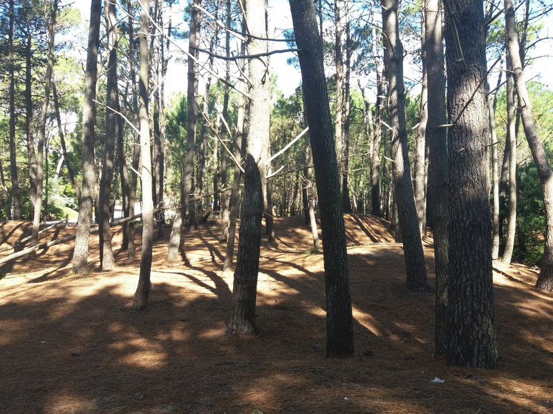 villa gesell, plant, land, scenics - nature, nature, day, tree, pine trees, no people, sunlight, shadow, tranquility, non-urban scene, landscape, trees