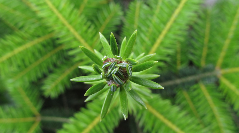 freshness, pino, bud, no people, Aero, green color, close-up, flower, animal, green, selective focus, tranquility, plant part, focus on foreground, plant