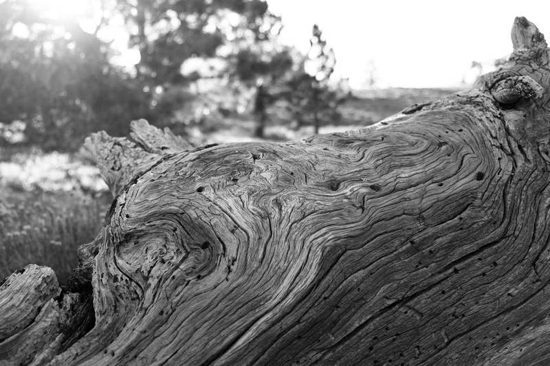 tree, driftwood, bandw wood tree age, timber, focus on foreground, 4K, outdoors, wood, bark, wood - material, pattern, sky, plant, trunk, mount pinos