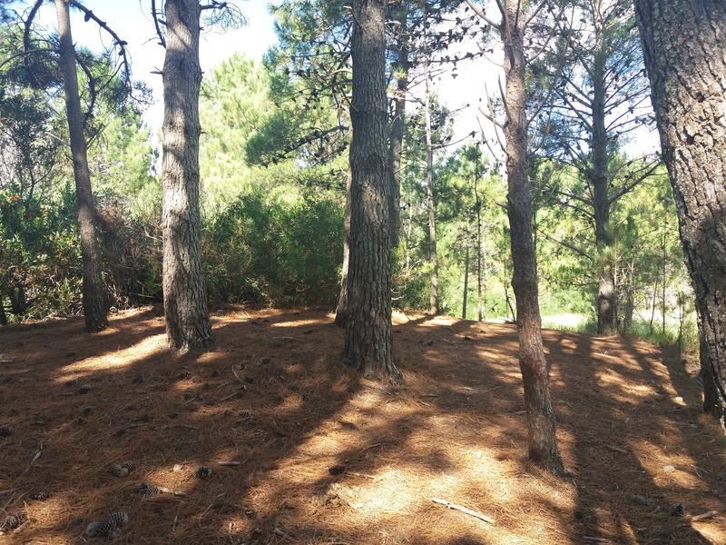 trunk, tree, pinos, land, day, tree trunk, argentina, sunlight, plant, forest, trees, tranquility, tranquil scene, mardelaspampas.com.ar, outdoors, woodland