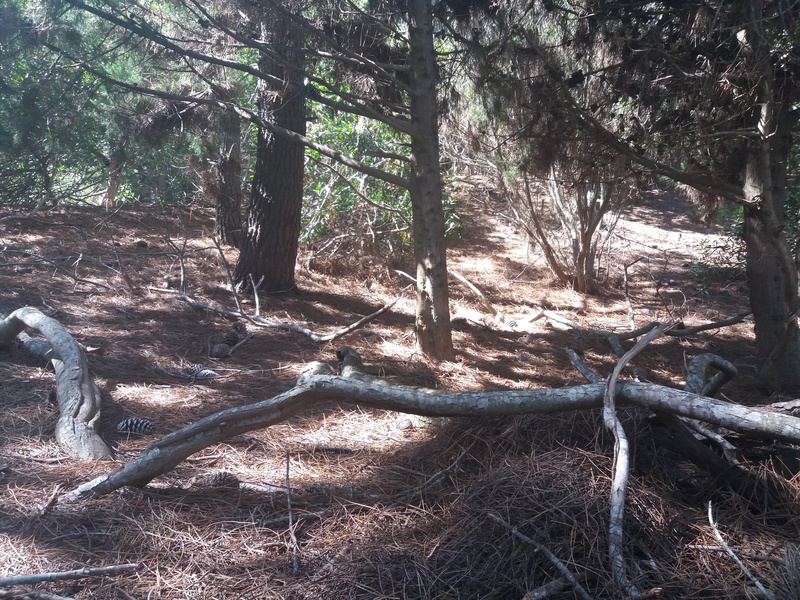 4K, scenics - nature, growth, tree trunk, tranquility, villa gesell, argentina, forest, trunk, tree, tranquil scene, day, falling, woodland, non-urban scene