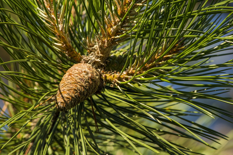pine cone, needle - plant part, sunny, pine tree, green color, day, united states, pinaceae, branch, tree, downers grove, nature, conifer, beauty in nature