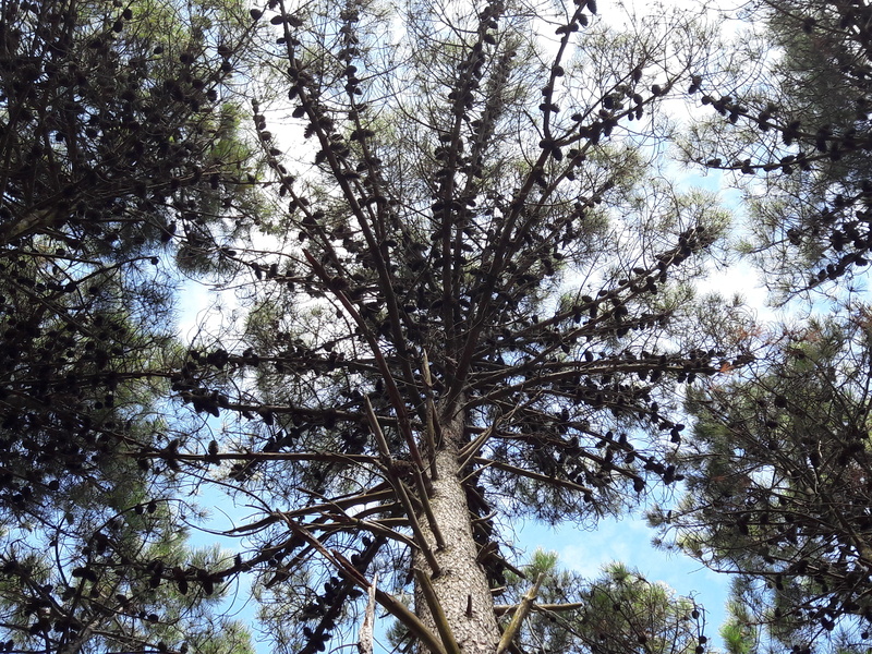 árboles, growth, cielo, nature, trunk, outdoors, sky, beauty in nature, forest, directly below, tree canopy, villa gesell, pinos, mardelaspampas.com.ar